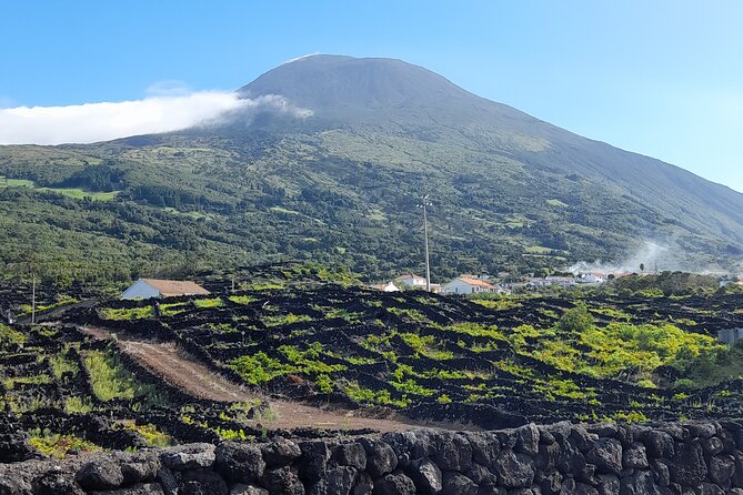 Wine Tour and Tasting With a Local Winemaker at Pico Island - Exploring the Pico Wine Museum