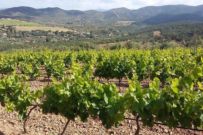 Wine Tour Aroud Vineyards of Cagliari - Exploring Cagliaris Overlooked Countryside
