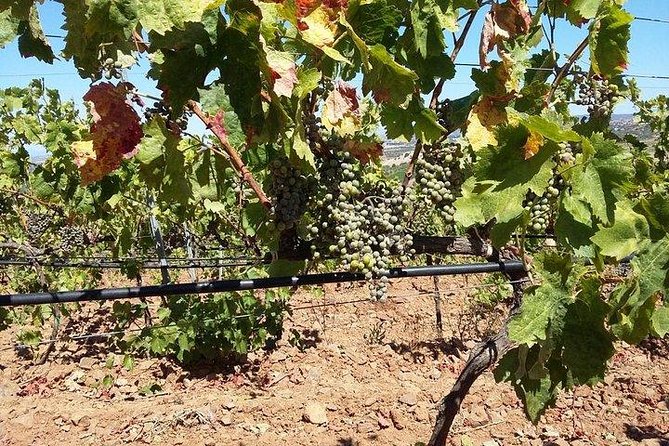 Wine Tour Aroud Vineyards of Cagliari - Winery Tour Itinerary