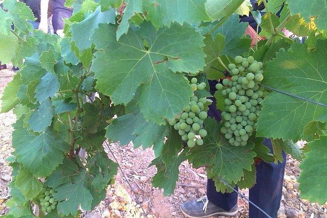 Wine Tour Aroud Vineyards of Cagliari - Wine Tasting and Pairings
