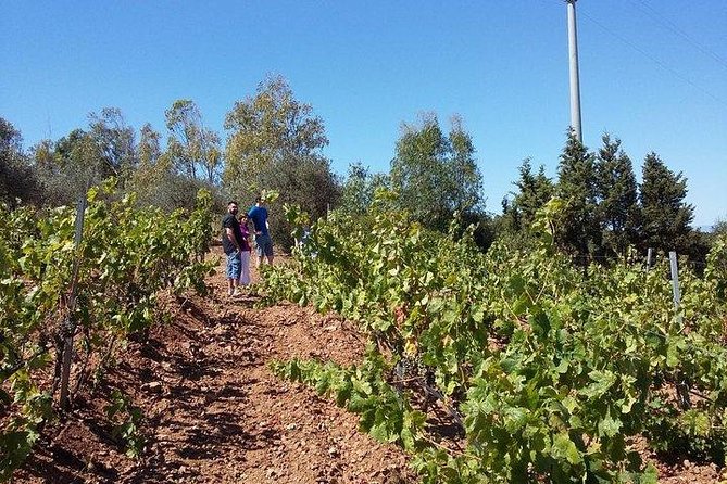 Wine Tour Aroud Vineyards of Cagliari - Package Inclusions and Exclusions