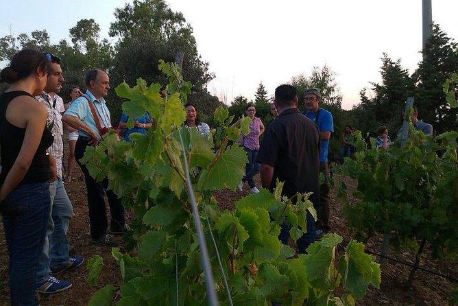 Wine Tour Aroud Vineyards of Cagliari - Cancellation and Booking Information