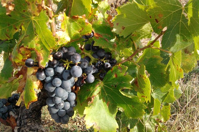 Wine Tour Bandol & Cassis From Marseille - Additional Information
