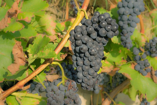 Wine Tour Bolgheri Half Day Shore Excursion From Piombino Port - Important Notes