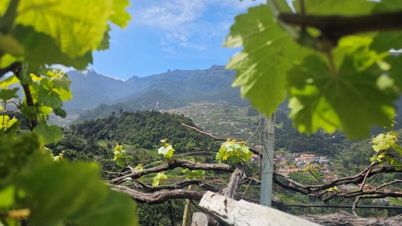 Wine Tour by Overland Madeira - Vineyard Visits