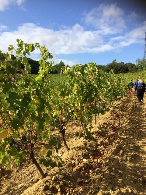 Wine Tour Cathar Country - Key Points