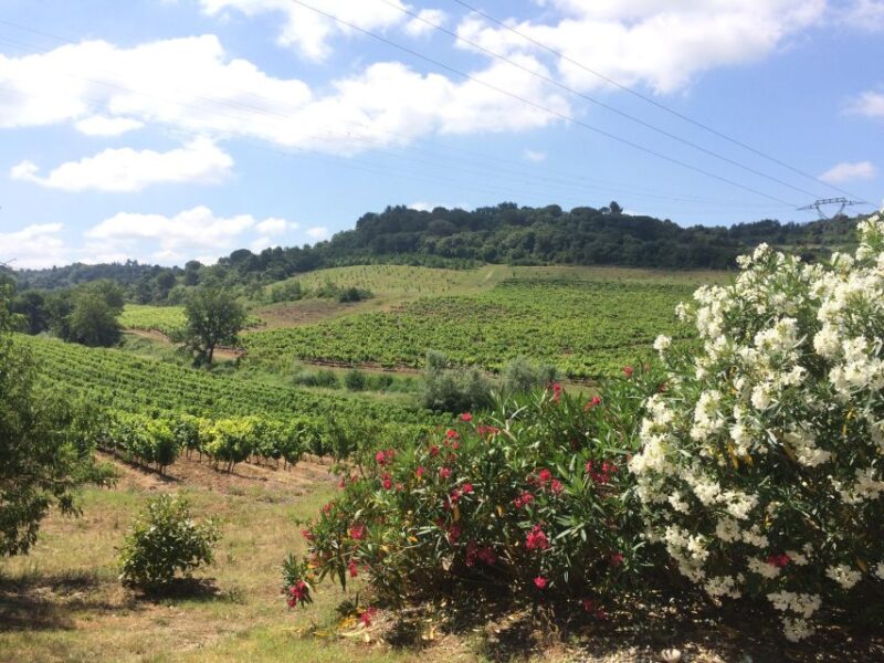 Wine Tour Cathar Country - History of Languedoc Wines