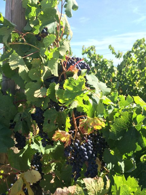 Wine Tour Cathar Country - Climate of the Region