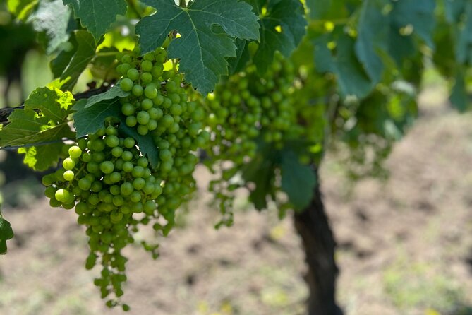 Wine Tour - Château Labrie Saint Emilion Grand Cru - Tasting the Saint Emilion Wines