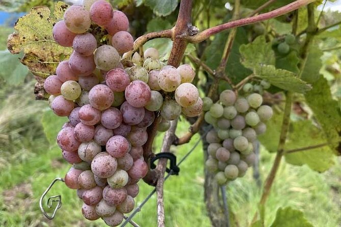 Wine Tour & Cheese Tasting - Private Trip From Amsterdam - Customer Feedback