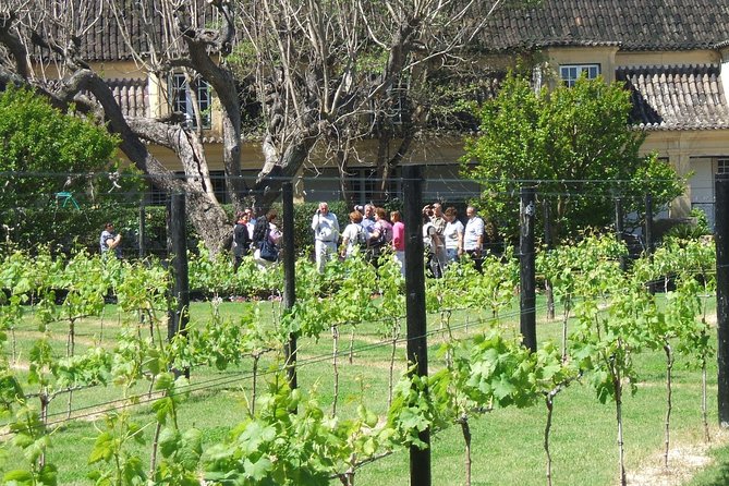 Wine Tour Discover the History and Flavors of the Best Winerys of Lisbon Region - Savoring the Beauty of Lisbons Wine Estates