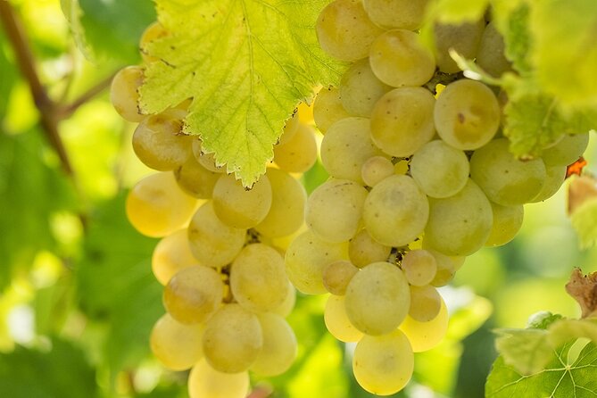Wine Tour, Discovering the Famous Setúbal Moscatel - Moscatel: The Iconic Wine