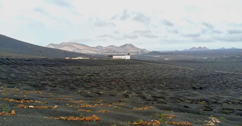 Wine Tour Discovering the Origins of Vineyards in Lanzarote - Key Points