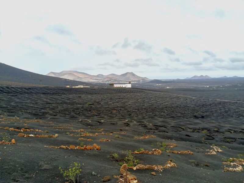 Wine Tour Discovering the Origins of Vineyards in Lanzarote - Inclusions and Safety