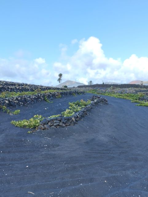 Wine Tour Discovering the Origins of Vineyards in Lanzarote - Customer Reviews