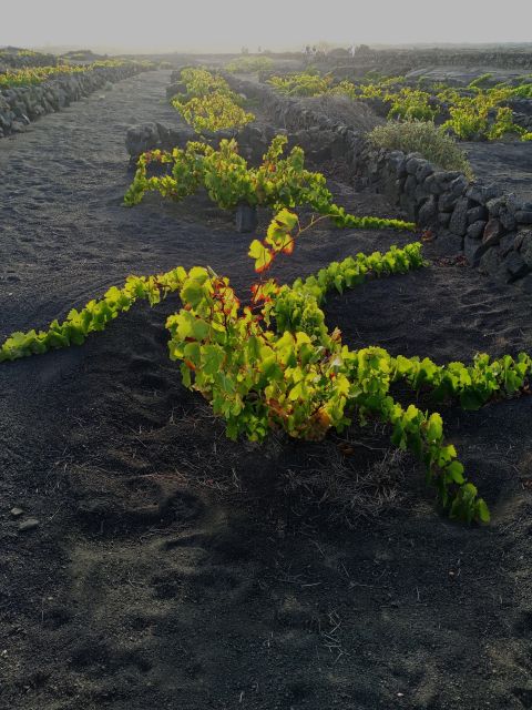 Wine Tour Discovering the Origins of Vineyards in Lanzarote - Timanfaya Volcanoes and Landscape