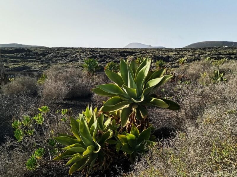 Wine Tour Discovering the Origins of Vineyards in Lanzarote - Frequently Asked Questions
