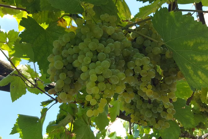 Wine Tour Experience for Family or Friends Group - Good To Know