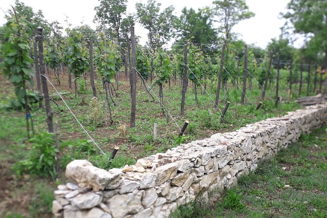 Wine Tour From Kutaisi - Intimate Small Group Experience