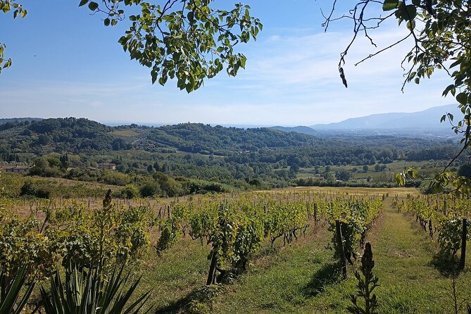 Wine Tour in the Countryside of Lucca With Lunch - With Minivan - Convenient Transportation