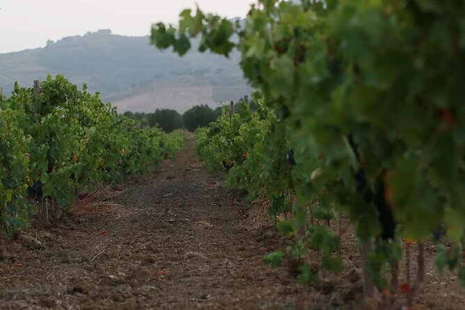 Wine Tour in the Historic Baglio Florio Adamo With Lunch - Transportation Details