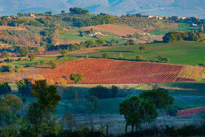 Wine Tour in Umbria Along the Sagrantino Trail With Light Lunch - Transportation and Logistics