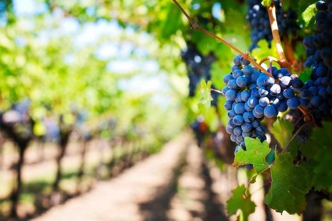 Wine Tour (Lunch Included) - Tour Overview