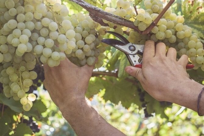 Wine Tour (Lunch Included) - Accessibility and Policies