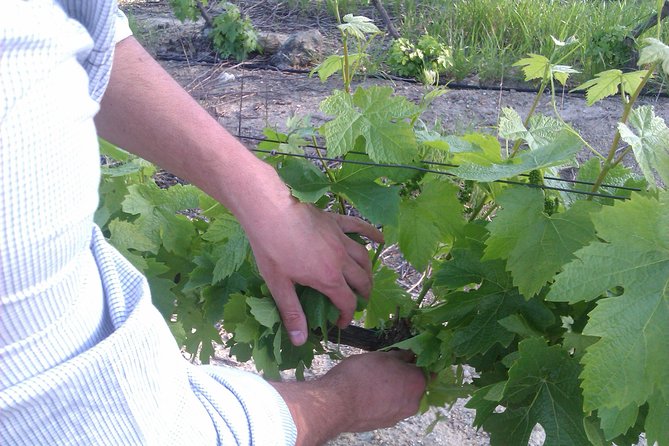 Wine Tour - Reserve a Tour With a Winemaker! - Tour Overview