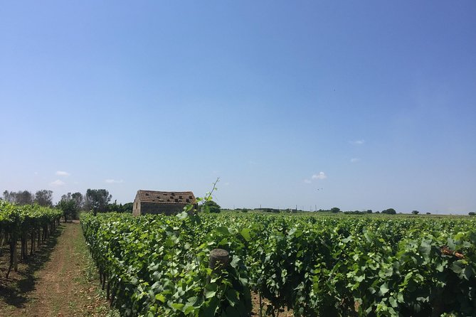 WINE TOUR - SALENTO and PUGLIA - Tour Start Time and Accessibility