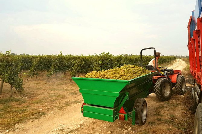 WINE TOUR - SALENTO and PUGLIA - Unique Aspects of the Experience