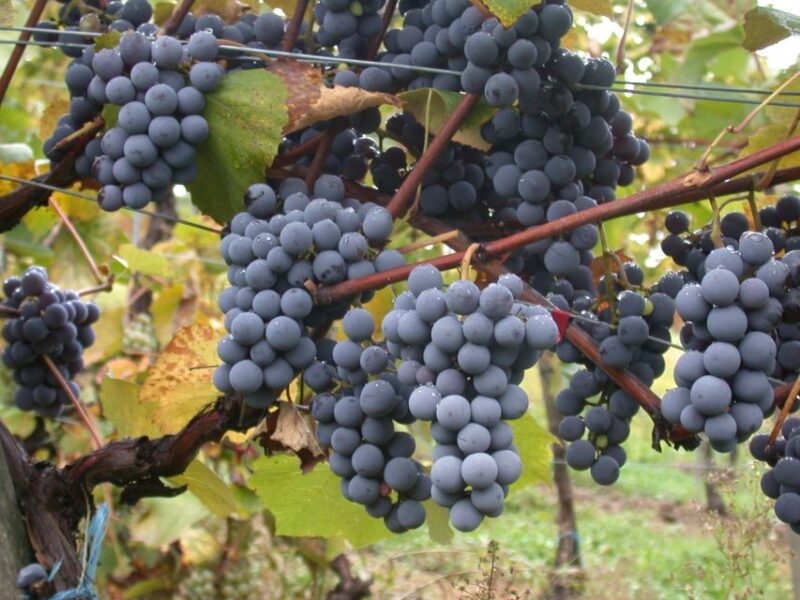Wine Tour Sardinia - Key Points