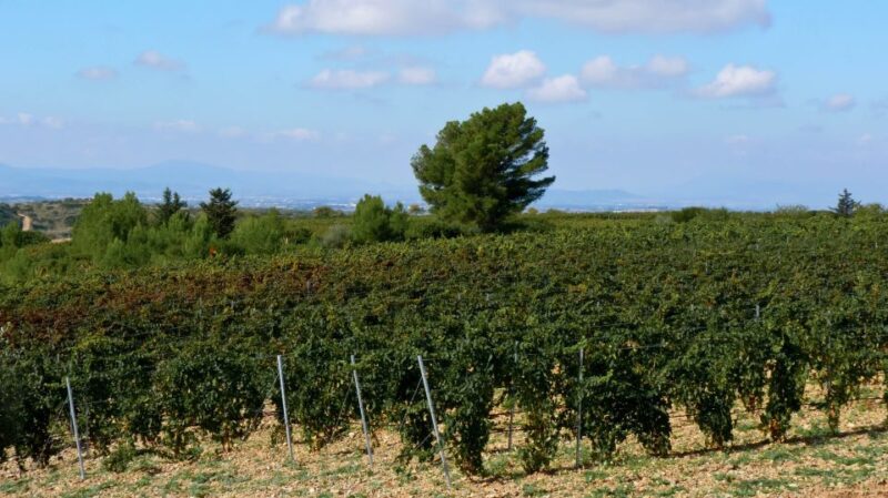 Wine Tour Sardinia - Inclusions and Exclusions