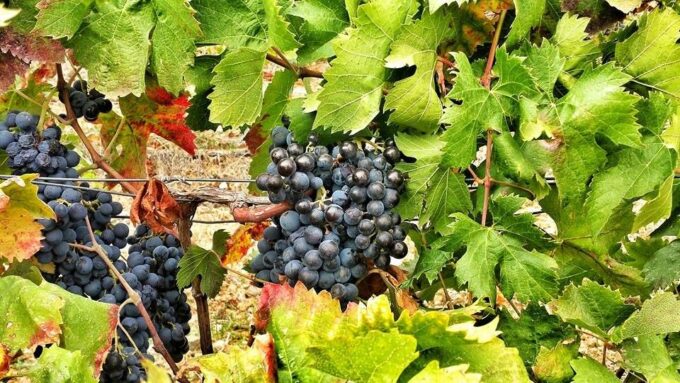 Wine Tour Sardinia - Sardinian Wine Culture