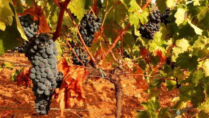 Wine Tour Sardinia - Frequently Asked Questions
