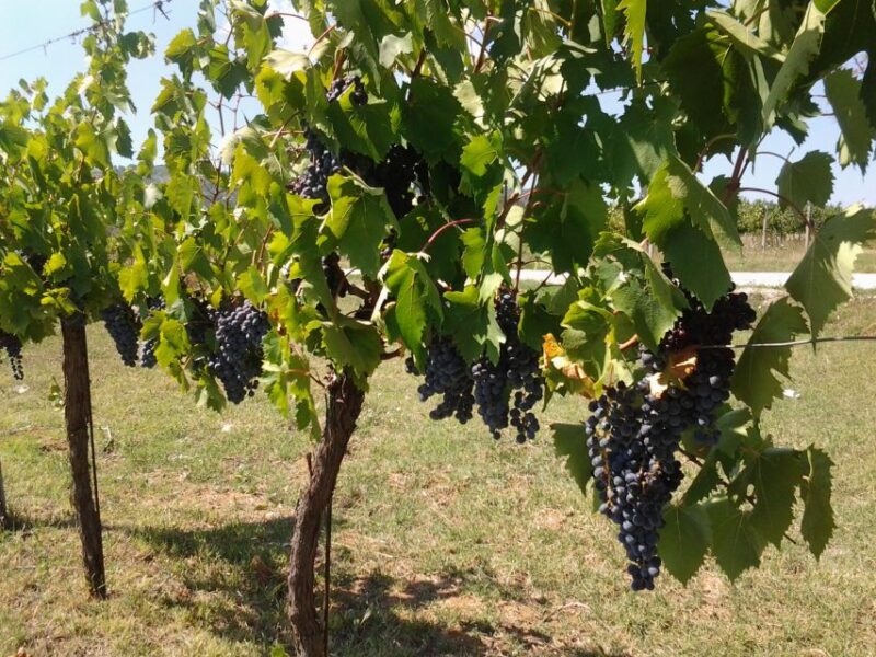 Wine Tour Spello in Tuk Tuk - Wine and Olive Oil Tasting
