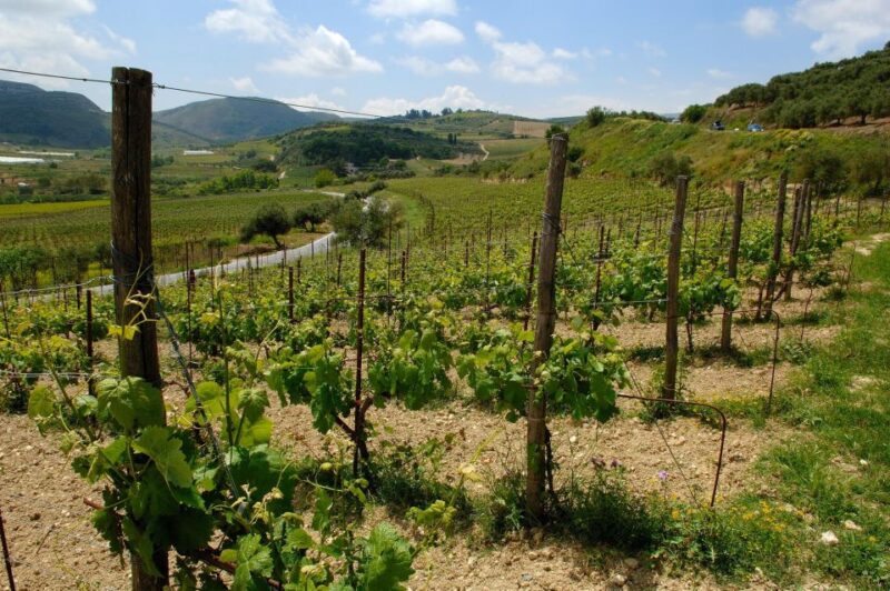 Wine Tour - Wine Enthusiasts Experience