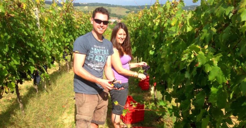 Wine Tour & Tasting in an Organic Winery in Arcadia, Greece - Highlights of the Tour