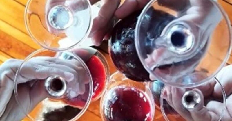 Wine Tour Terroir of the Maipo Valley Organic Vineyard - Vineyard Exploration