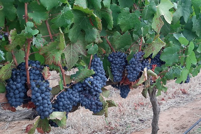 Wine Tour to Stellenbosch & Franschhoek With Tastings & Lunch - Restaurant Lunch