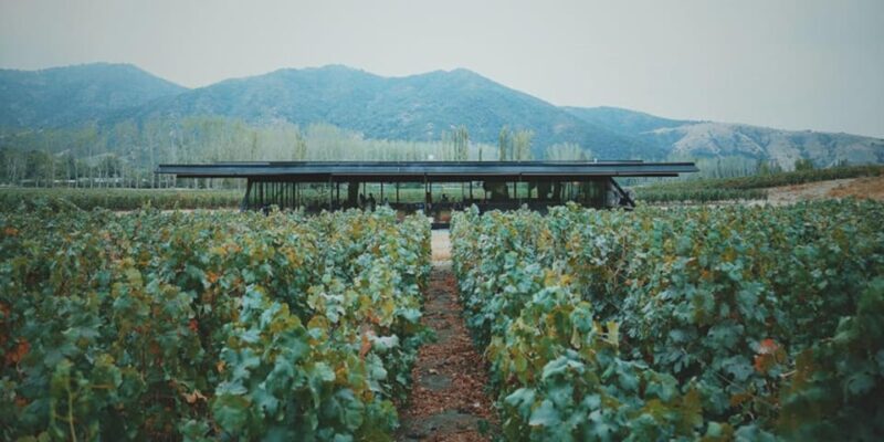 Wine Tour Viña Vik and Culinary Experience at Pavilion - Location and Itinerary