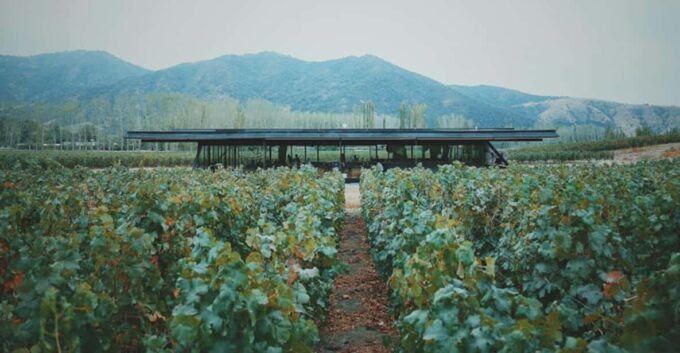Wine Tour Viña Vik and Culinary Experience at Pavilion - Guided Vineyard Tour