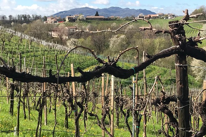 Wine Tour Whit Wine Tasting - Getting to the Tour