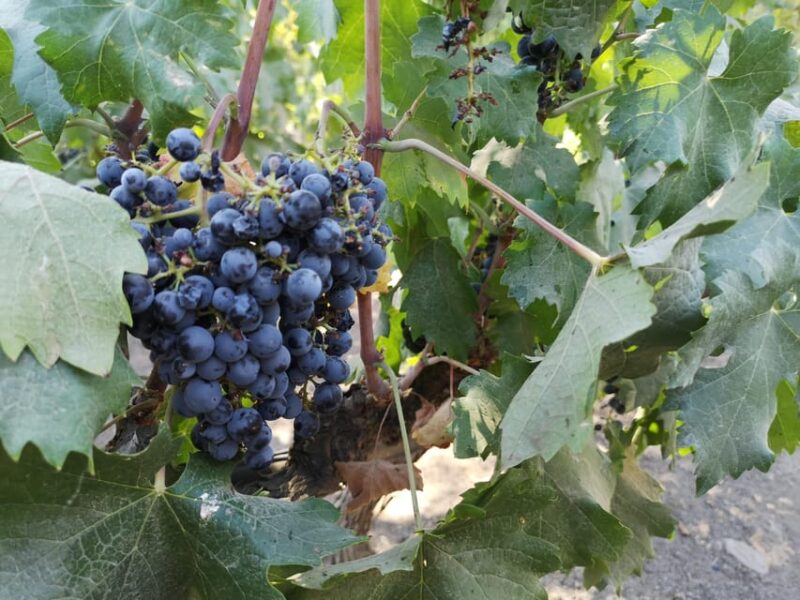 Wine Tour With 7 Tastings + Private Transport + Lapis Lazuli - Wine Experience