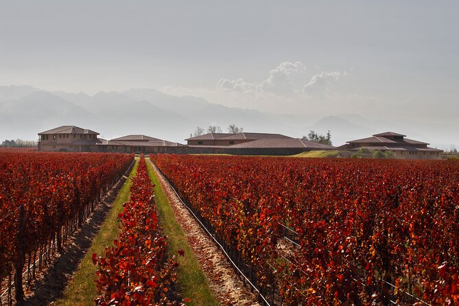 Wine Tour With Lunch and Transport in Mendoza - Olivicola Boutique Pasrai
