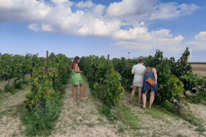 WINE TOUR WITH TASTING AND TRANSFER - Acclaimed Wine Varietals