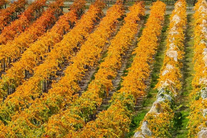 Wine Tour With Wine Tasting From Wanaka - Wineries Visited