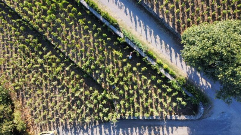 Wine Tour With Wine Tasting - Guided Vineyard Tour Details