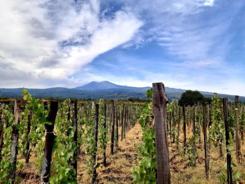 Wine Tour With Wine Tasting - Since Your Asked