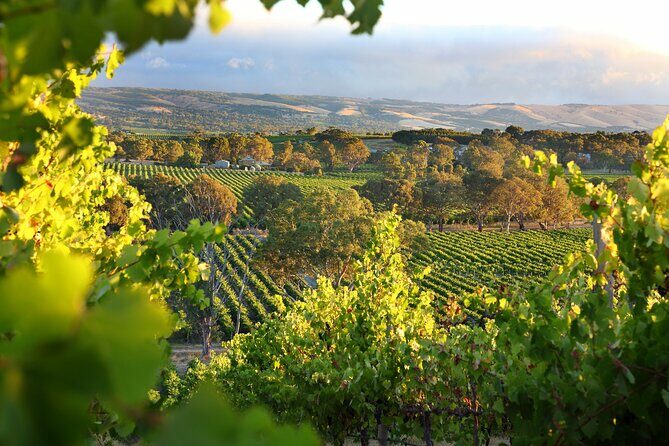 Wine Tour Yarra Valley Five Star Experience - Key Points